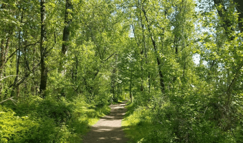 A sunlit path winding through a lush, green forest with tall trees and vibrant foliage on either side.