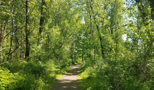 A sunlit path winding through a lush, green forest with tall trees and vibrant foliage on either side.