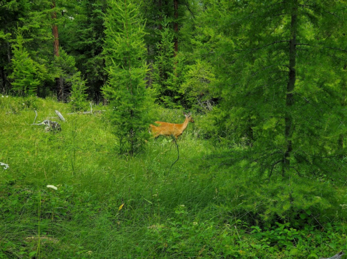 A deer partially hidden among lush green trees and grass in a forested area.