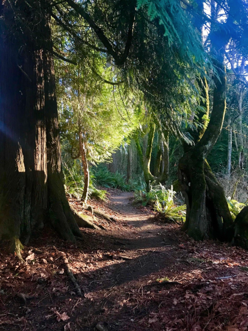 A sunlit forest path winding through tall trees and lush greenery, with fallen leaves scattered on the ground.