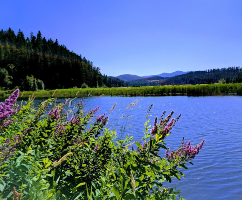 A serene lake surrounded by lush greenery and purple flowers, with mountains in the background under a clear blue sky.