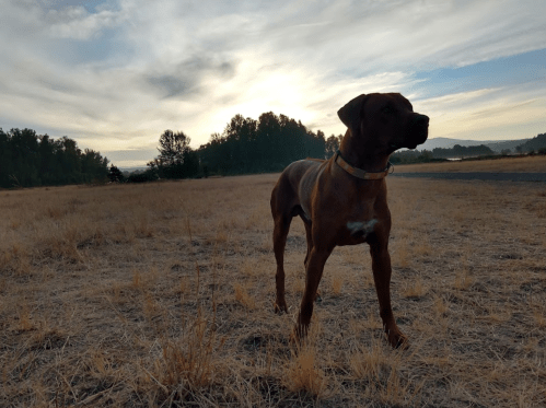 A brown dog stands in a dry field at sunset, with trees and a cloudy sky in the background.