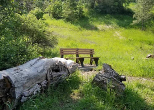 A wooden bench sits in a grassy area surrounded by trees and a fallen log.