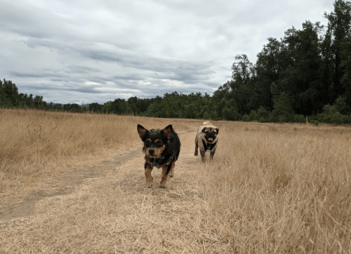 Two dogs running through a dry, grassy field with trees in the background under a cloudy sky.