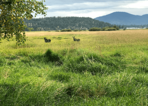 Two deer stand in a grassy field with mountains in the background under a cloudy sky.