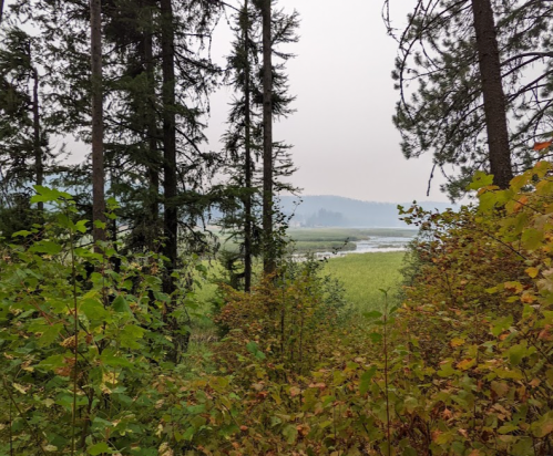 A serene landscape featuring tall trees and a misty view of a wetland with lush greenery in the foreground.