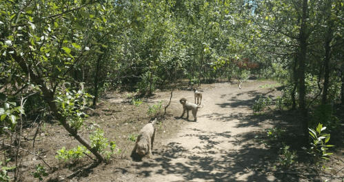 Three dogs walking on a dirt path through a lush, green forest with trees and underbrush.