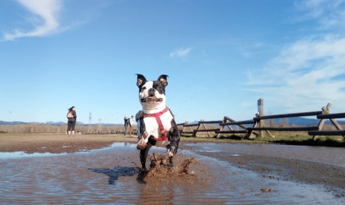 A playful dog splashes through a puddle on a sunny day, with people walking in the background.