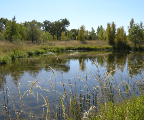 A serene pond surrounded by tall grasses and trees under a clear blue sky.