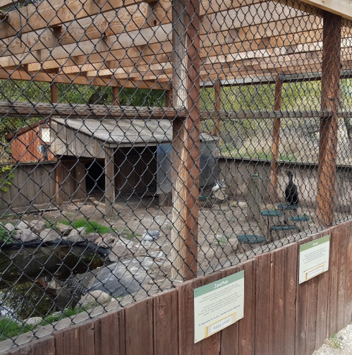A zoo enclosure with wooden structures, a small pond, and a black bear visible in the background behind a fence.