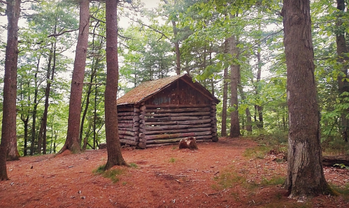 A rustic log cabin surrounded by tall trees and a forest floor covered in pine needles.