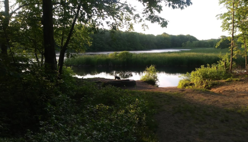A serene lakeside scene with lush greenery and calm water reflecting the trees under soft sunlight.