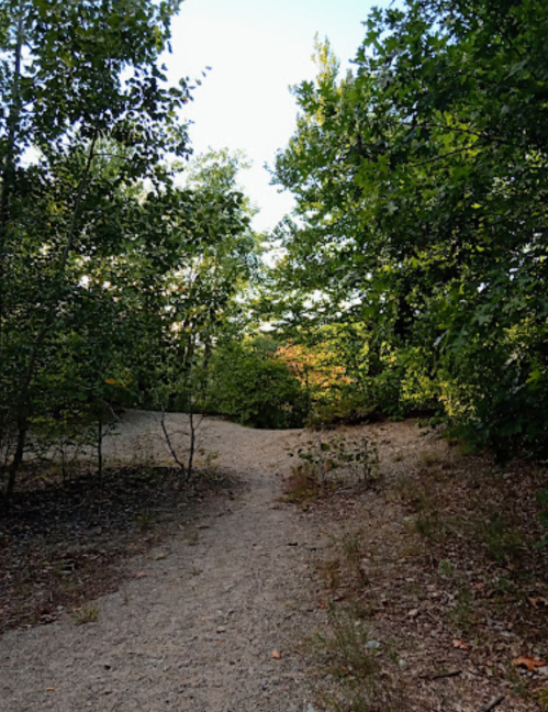 A winding dirt path through a lush green forest with trees and shrubs on either side.