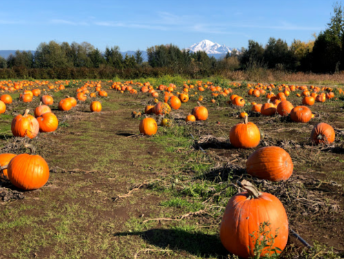 A pumpkin patch with numerous orange pumpkins and a snow-capped mountain in the background under a clear blue sky.