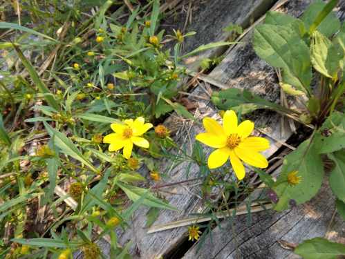 Bright yellow flowers bloom among green foliage and wooden planks in a natural setting.