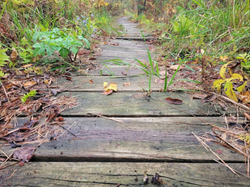 A wooden path through overgrown grass and foliage, surrounded by autumn leaves and plants.