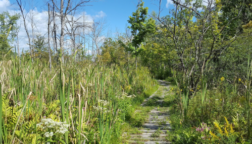 A narrow path through lush greenery and tall grasses under a blue sky with scattered clouds.