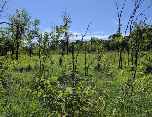 A lush green field with scattered trees and blue sky, showcasing a mix of healthy vegetation and some bare branches.