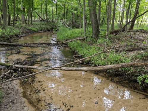 A serene forest scene featuring a shallow stream with sandy banks and fallen branches, surrounded by lush greenery.