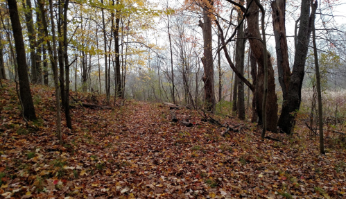 A serene forest path covered in fallen leaves, surrounded by trees with autumn foliage.