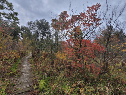 A winding wooden path through a colorful autumn landscape with red and yellow foliage.