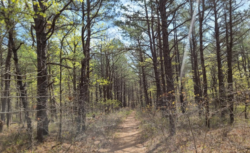 A dirt path winding through a forest of tall pine trees with green foliage under a clear blue sky.