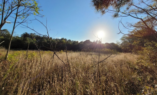 A sunlit field with tall grass and sparse trees under a clear blue sky.