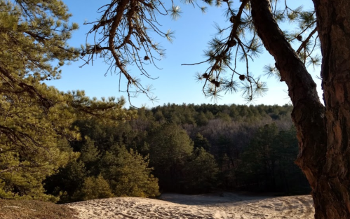 A serene landscape featuring pine trees and a sandy area, with a forest in the background under a clear blue sky.