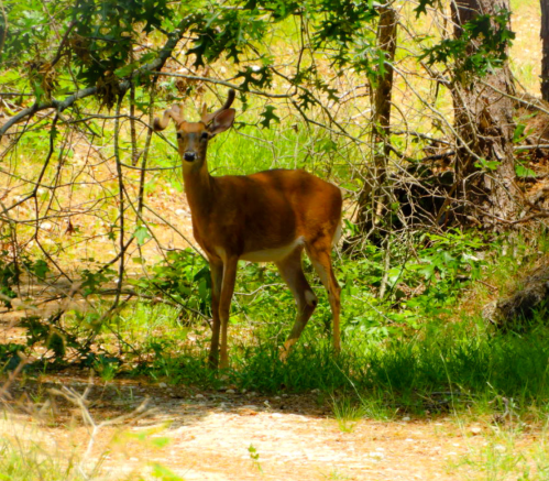 A young deer stands among trees and greenery, looking curiously at the camera in a natural setting.