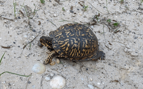 A turtle with a patterned shell crawls across sandy ground, surrounded by small stones and grass.