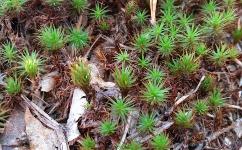 A close-up of vibrant green moss growing among brown leaves and soil.