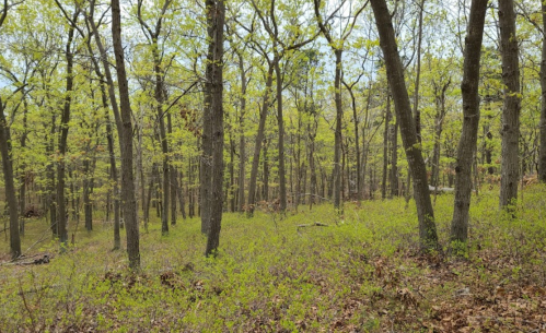 A lush forest scene with tall trees and vibrant green foliage, creating a serene and peaceful atmosphere.