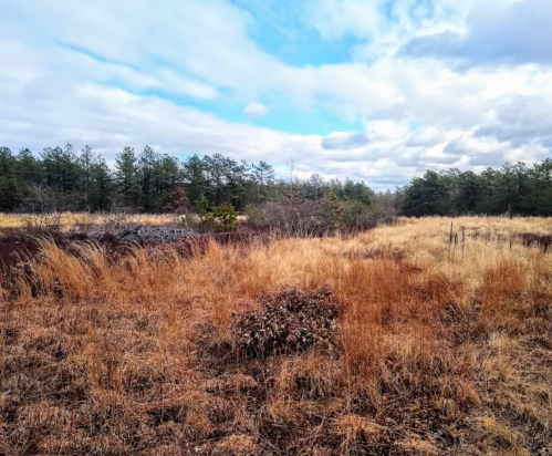 A landscape featuring tall, dry grass and sparse trees under a cloudy sky.
