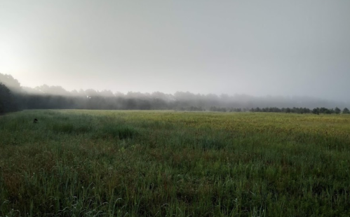 A misty field at dawn, with tall grass and a hazy horizon blending into the trees in the background.