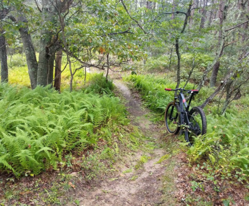 A mountain bike rests against a tree beside a narrow dirt path surrounded by lush green ferns in a forested area.