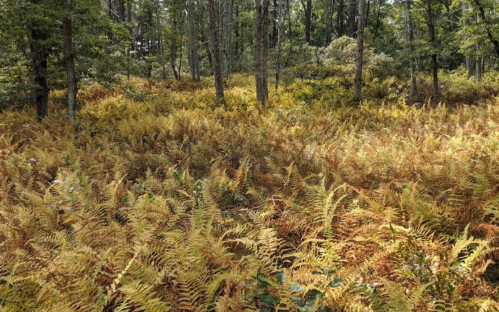 A lush forest scene featuring vibrant golden ferns amidst trees, creating a serene and natural atmosphere.