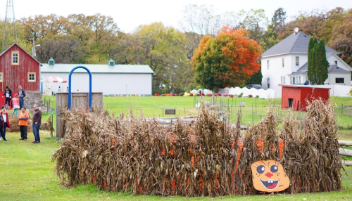 A corn maze with a playful pumpkin face sign, surrounded by autumn trees and farm buildings in the background.