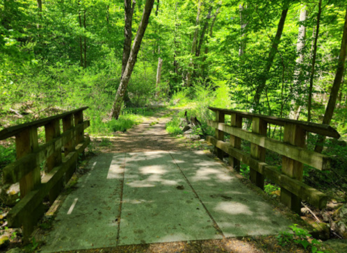 A wooden bridge spans a path through a lush green forest, surrounded by trees and vibrant foliage.