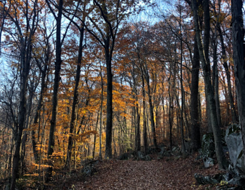 A serene forest path lined with trees displaying vibrant autumn leaves under a clear blue sky.