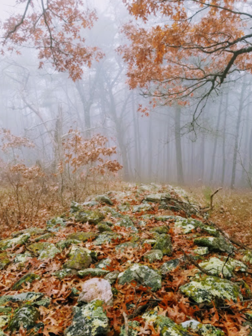 A foggy forest path lined with stones and autumn leaves, surrounded by trees fading into the mist.