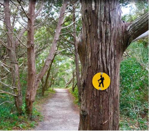 A hiking trail surrounded by trees, featuring a yellow sign with a hiker symbol on a tree trunk.