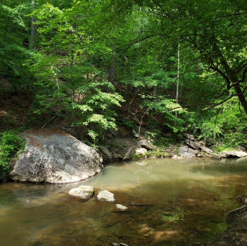 A serene creek flows through a lush green forest, with large rocks and trees lining the banks.