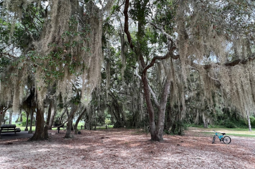 A serene park scene with trees draped in Spanish moss and a bicycle resting on the ground among fallen leaves.