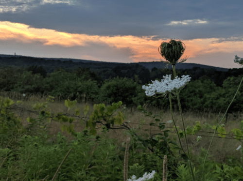 A wildflower stands in the foreground with a sunset and rolling hills in the background, creating a serene landscape.