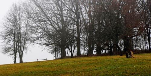 A foggy landscape with bare trees and a grassy field, creating a serene, muted atmosphere.