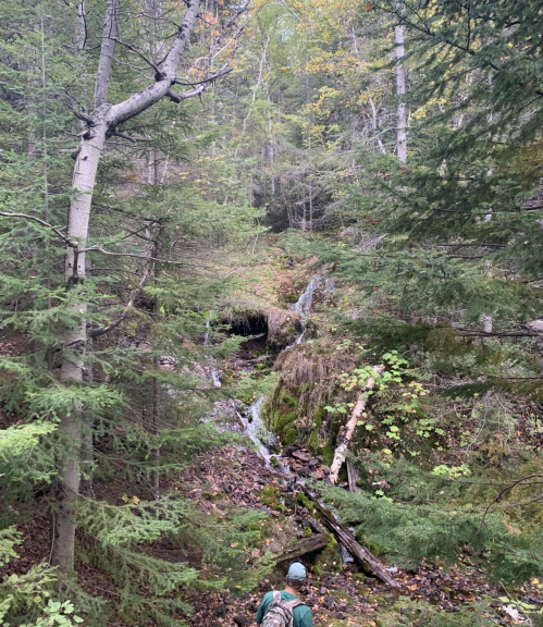 A person stands in a lush forest, with a small stream flowing through greenery and trees in the background.