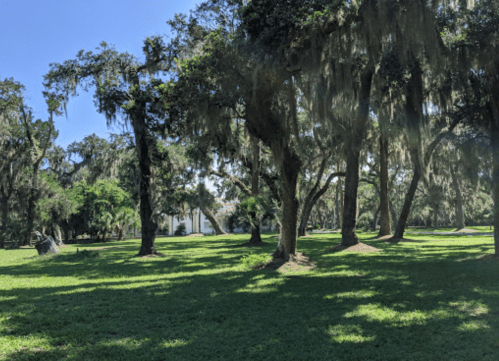 A serene park scene with tall trees draped in Spanish moss, lush green grass, and a clear blue sky.