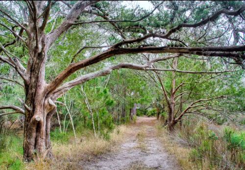 A sandy path lined with lush green trees and branches, creating a natural tunnel effect in a serene outdoor setting.