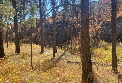 A serene forest scene with tall pine trees, golden grass, and rocky terrain under a clear blue sky.