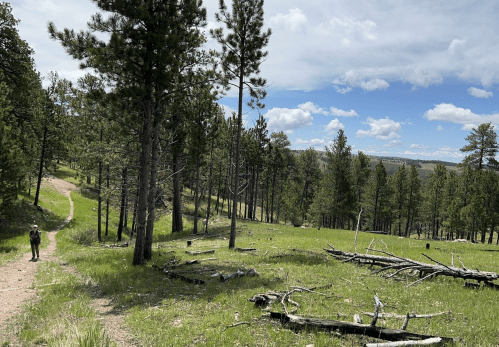 A hiker walks along a dirt path through a lush green forest with tall pine trees and a blue sky.